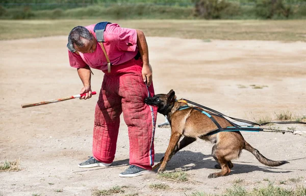 Genç Belçikalı Çoban Köpeği Doğada Güvenlik Eğitimi Alıyor — Stok fotoğraf