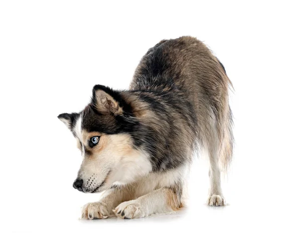 Husky Siberiano Frente Fondo Blanco — Foto de Stock