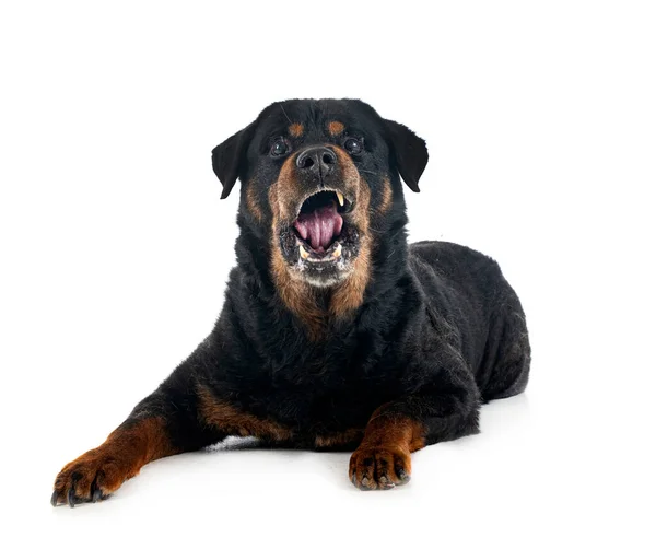 Safkan Yaşlı Rottweiler Dört Yıl Önce Beyaz Arka Planda — Stok fotoğraf