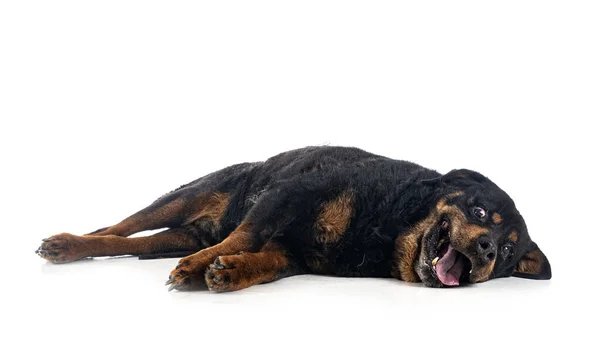 Pura Raza Viejo Rottweiler Catorce Años Frente Fondo Blanco — Foto de Stock