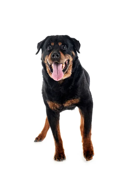 Puro Velho Rottweiler Quatorze Anos Frente Fundo Branco — Fotografia de Stock