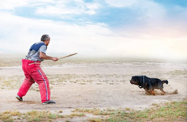 Young Rottweiler Training Club Security — 图库照片