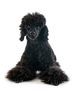 Beyaz arka planda siyah kaniş