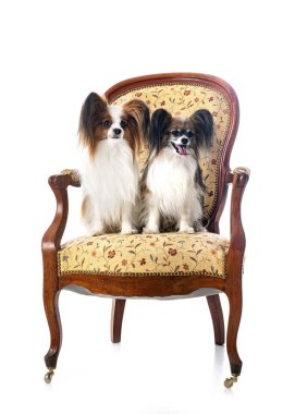 Beyaz arkaplan önünde papillon köpekler