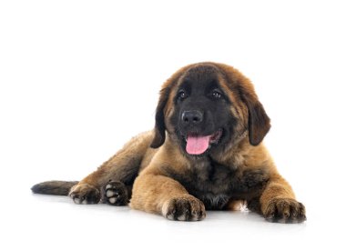 Beyaz arka planda köpek yavrusu Leonberger