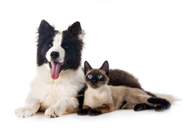 young Yakutian Laika and cat in front of white background