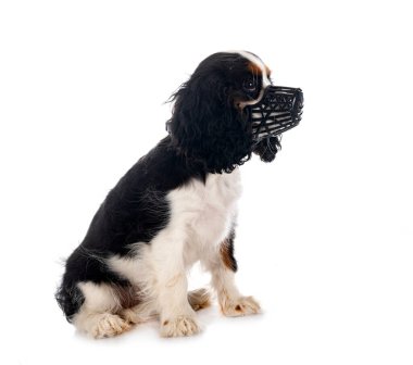 puppy cavalier king charles and muzzle in front of white background