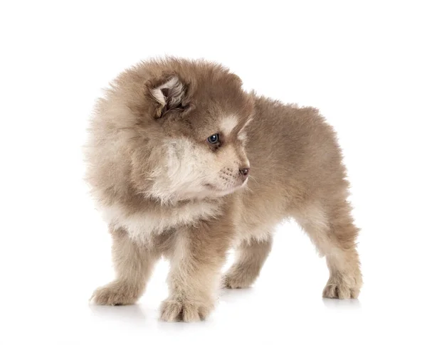 Cucciolo Finlandese Lapphund Davanti Sfondo Bianco — Foto Stock