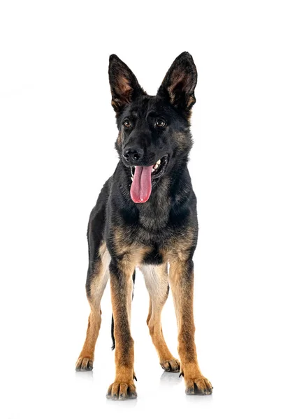 Junger Deutscher Schäferhund Vor Weißem Hintergrund — Stockfoto