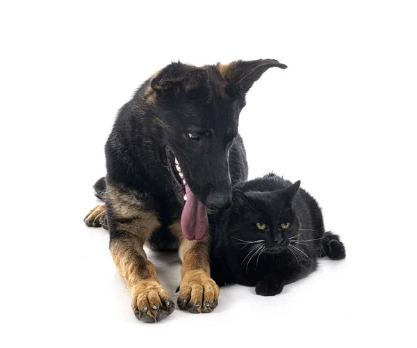 Young German Shepherd Cat Front White Background — Stock Photo, Image