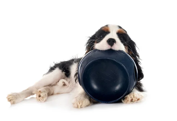 Puppy Cavalier King Charles Bowl Front White Background — Foto de Stock