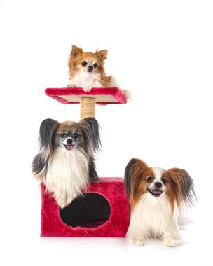 Papillon köpek ve beyaz arka plan önünde chihuahua