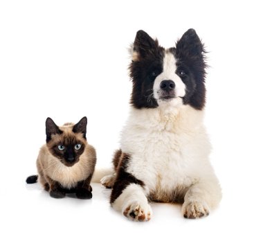 young Yakutian Laika and cat in front of white background