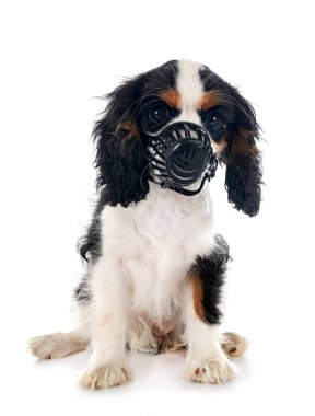 puppy cavalier king charles and muzzle in front of white background