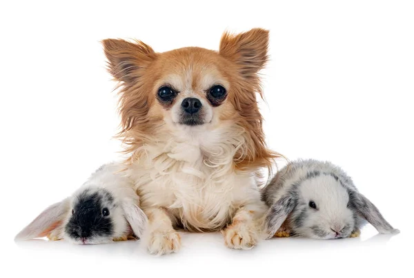 Mini Lops Und Hund Vor Weißem Hintergrund — Stockfoto