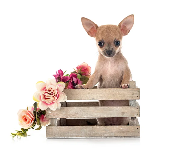 Kleiner Chihuahua Vor Weißem Hintergrund — Stockfoto