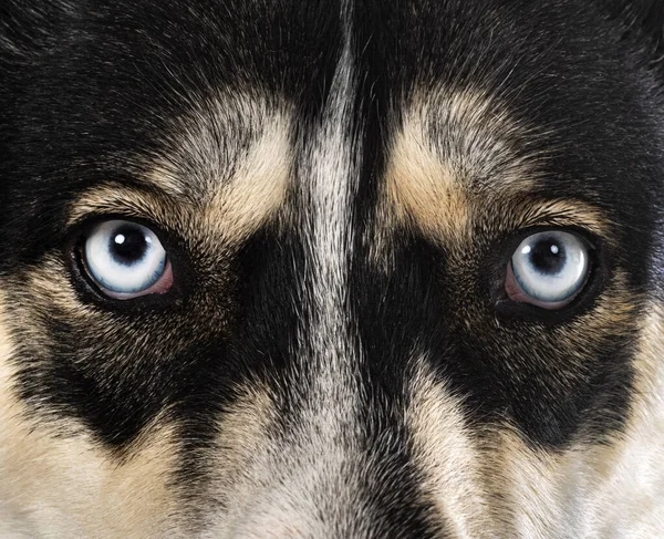 Husky Siberiano Frente Fondo Blanco — Foto de Stock