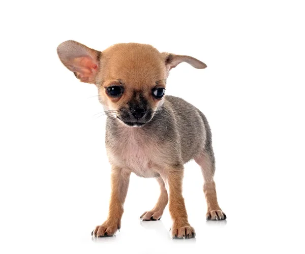 Kleine Chihuahua Voor Witte Achtergrond — Stockfoto