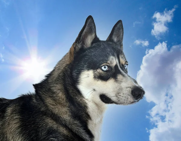 Siberische Husky Voor Witte Achtergrond — Stockfoto