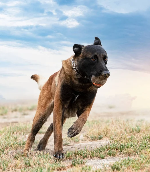 Genç Rottweiler Doğada Bir Nesneyi Yakalamak Için Güvenlik Eğitimi Alıyor — Stok fotoğraf