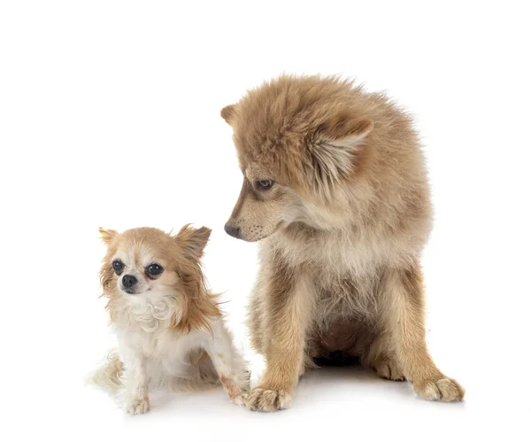 Cachorro Finlandés Lapphund Chihuahua Delante Fondo Blanco —  Fotos de Stock