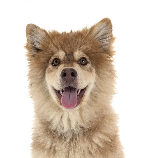 Cachorro Finlandês Lapphund Frente Fundo Branco — Fotografia de Stock