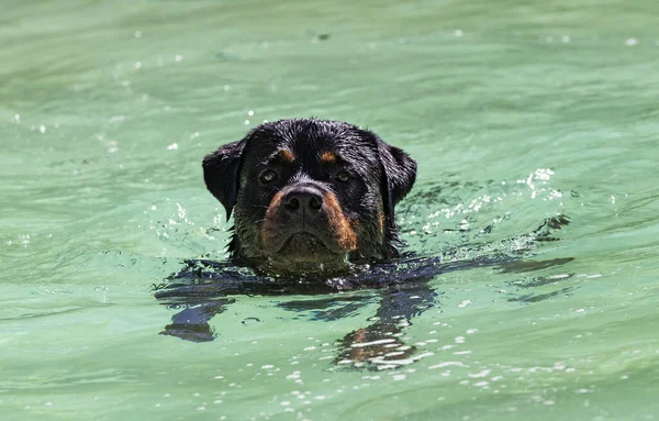 Νεαρός Rottweiler Παίζει Και Κολύμπι Μια Πισίνα — Φωτογραφία Αρχείου