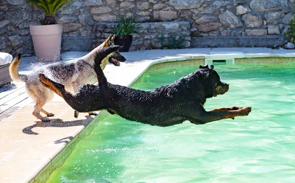 Jovem Rottweiler Brincando Nadando Uma Piscina — Fotografia de Stock