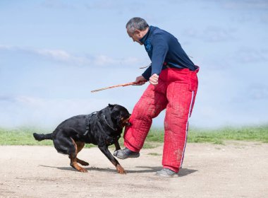 Genç Rottweiler koruma sporu ve polis eğitimi alıyor.