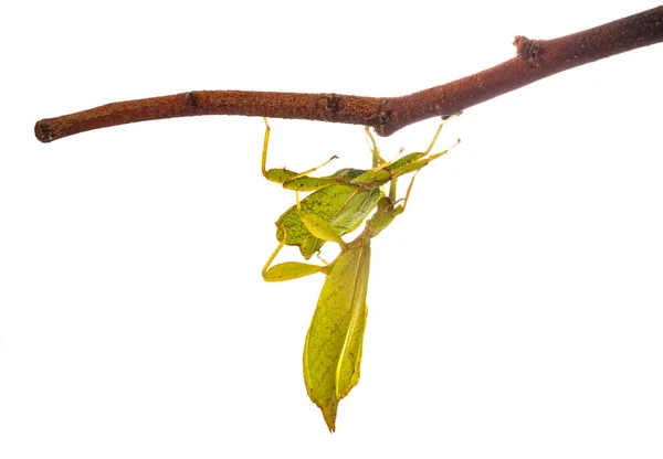 Stickinsekt Vor Weißem Hintergrund — Stockfoto