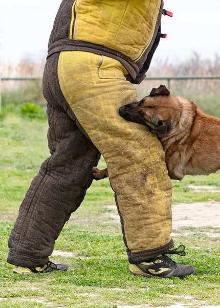 Young Belgian Shepherd Training Nature Security — Stock Photo, Image