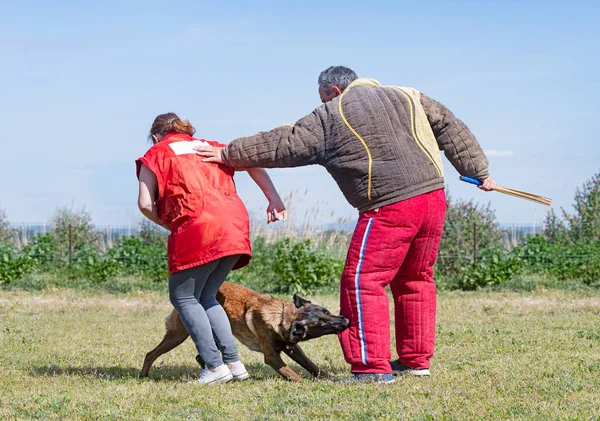 Giovane Pastore Belga Formazione Nella Natura Sicurezza — Foto Stock