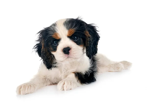 Puppy Cavalier Koning Charles Voorkant Van Witte Achtergrond — Stockfoto