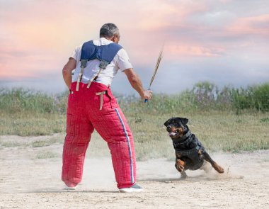 Genç Rottweiler koruma sporu ve polis eğitimi alıyor.