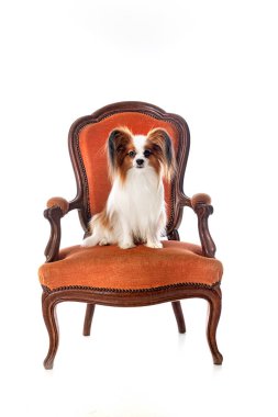 Beyaz arkaplan önünde papillon köpek