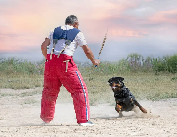 Jeune Rottweiler Formation Pour Protection Sport Police — Photo