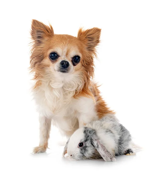 Mini Lop Dog Front White Background — Stok fotoğraf