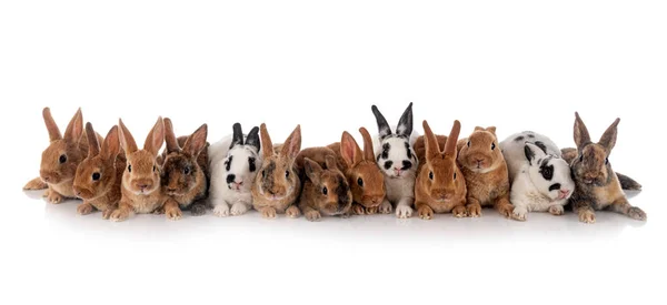 Group Rex Rabbits Front White Background — Stockfoto