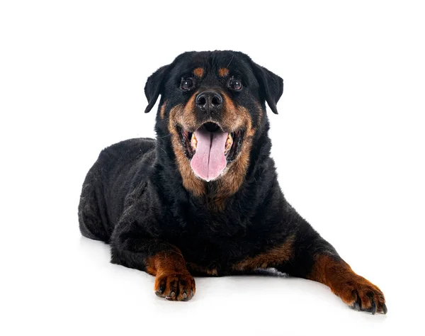 Vecchio Rottweiler Razza Pura Quattordici Anni Davanti Sfondo Bianco — Foto Stock