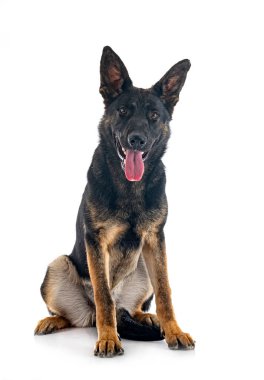 Genç Alman çoban köpeği beyaz arka planda.