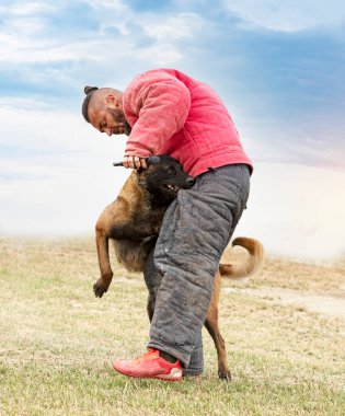Genç Belçikalı çoban köpeği doğada güvenlik eğitimi alıyor.