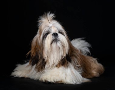 Shih tzu siyah arkaplan önünde