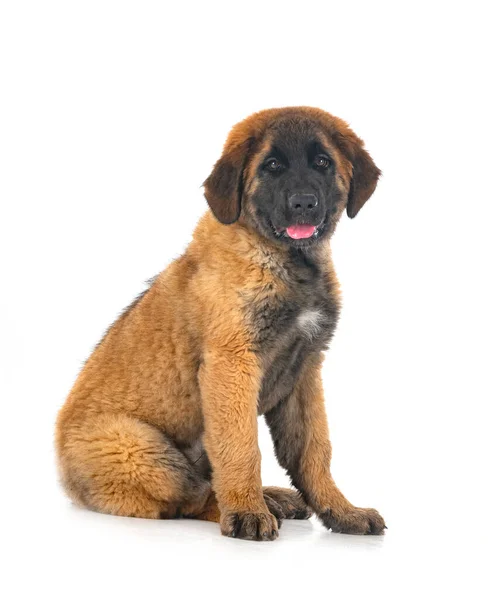 Pup Leonberger Voorkant Van Witte Achtergrond — Stockfoto