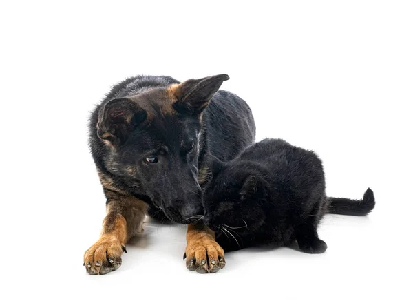 Young German Shepherd Cat Front White Background — Stock Photo, Image