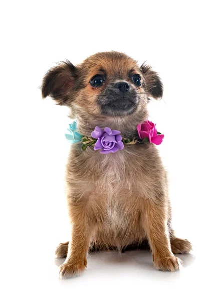 Little Chihuahua Front White Background — Stock Photo, Image