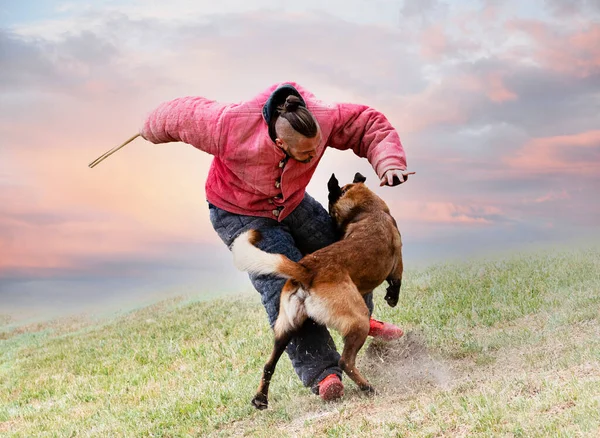 Genç Belçikalı çoban köpeği doğada güvenlik eğitimi alıyor.