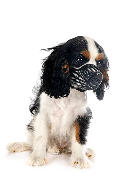 Puppy Cavalier King Charles Muzzle Front White Background — Photo