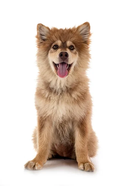 Pup Finse Lapphund Voorkant Van Witte Achtergrond — Stockfoto