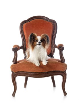 Beyaz arkaplan önünde papillon köpek