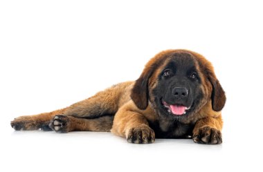 Beyaz arka planda köpek yavrusu Leonberger
